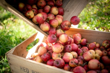 Captured Sunlight at Redbyrd Orchard Cider, certified biodynamic cider apples. Photo Credit: Jason Koski
